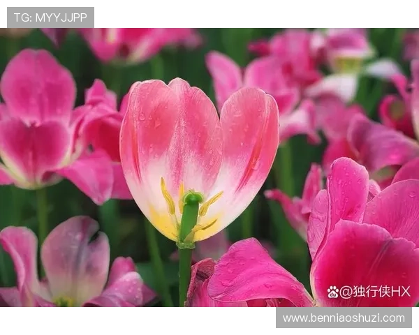 永远是春天的故事在时光流转中绽放温暖与希望的情感篇章 永远是春天的故事在时光流转中绽放温暖与希望的情感篇章